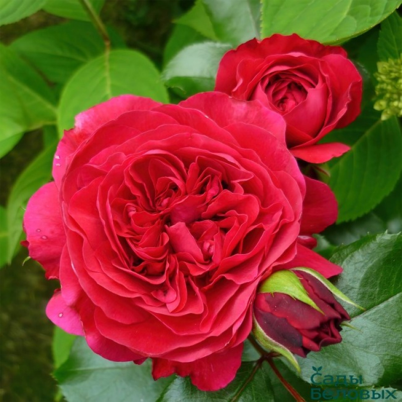 Роза Red Leonardo da Vinci