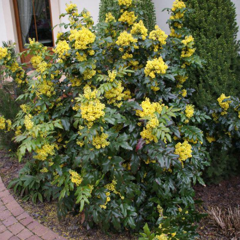 Магония падуболистная