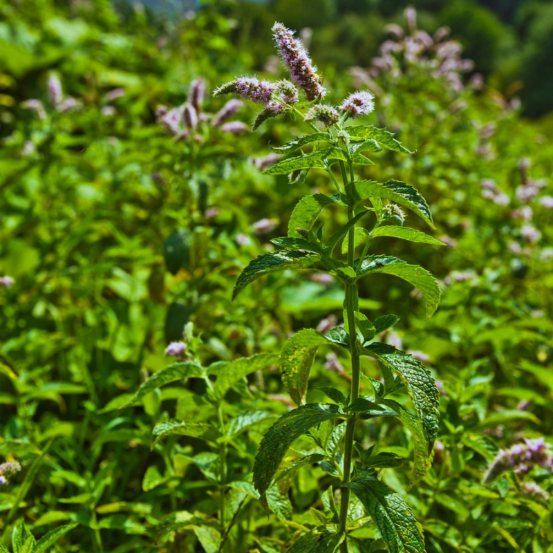 Мята земляничная 