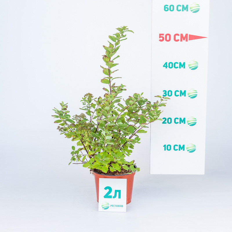 Спирея березолистная Tor Gold