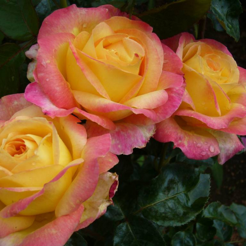 Роза  Pullman Orient Express 