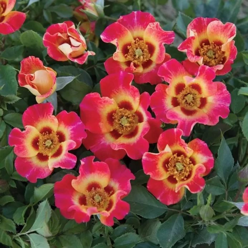 Роза  Sunshine Babylon 