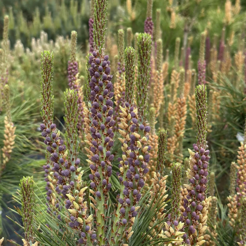 Сосна скрученная `Taylor's Sunburst`