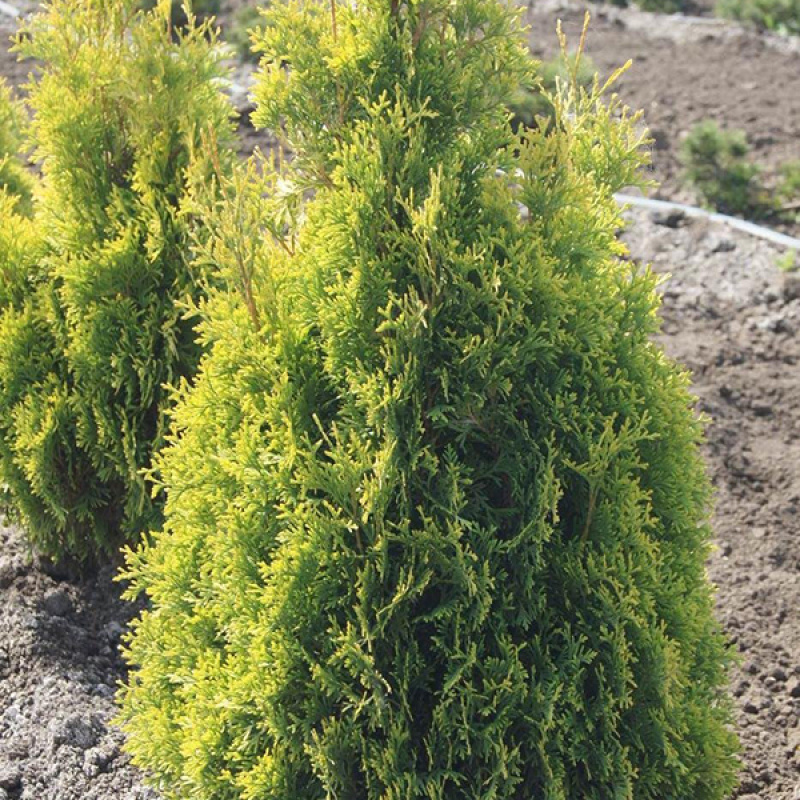Туя западная `Голден Энн`(`Golden Anne`)