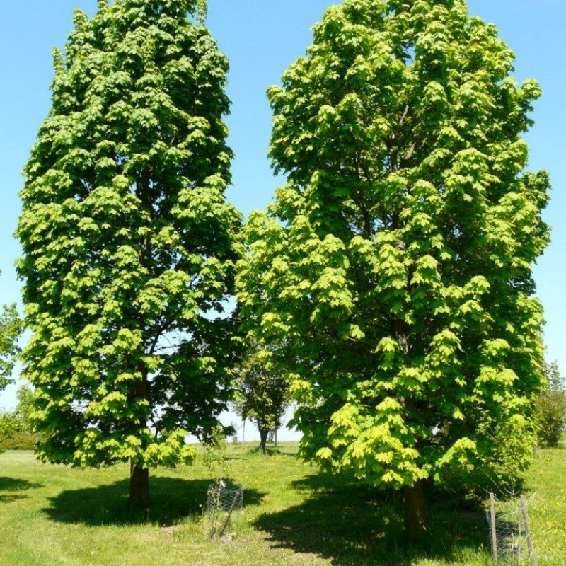 Клен остролистный. Клен остролистный Колумнаре. Клен остролистный ‘Columnare’. Acer platanoides 'Columnare'. Клён остролистный Ácer platanoídes Columnare.