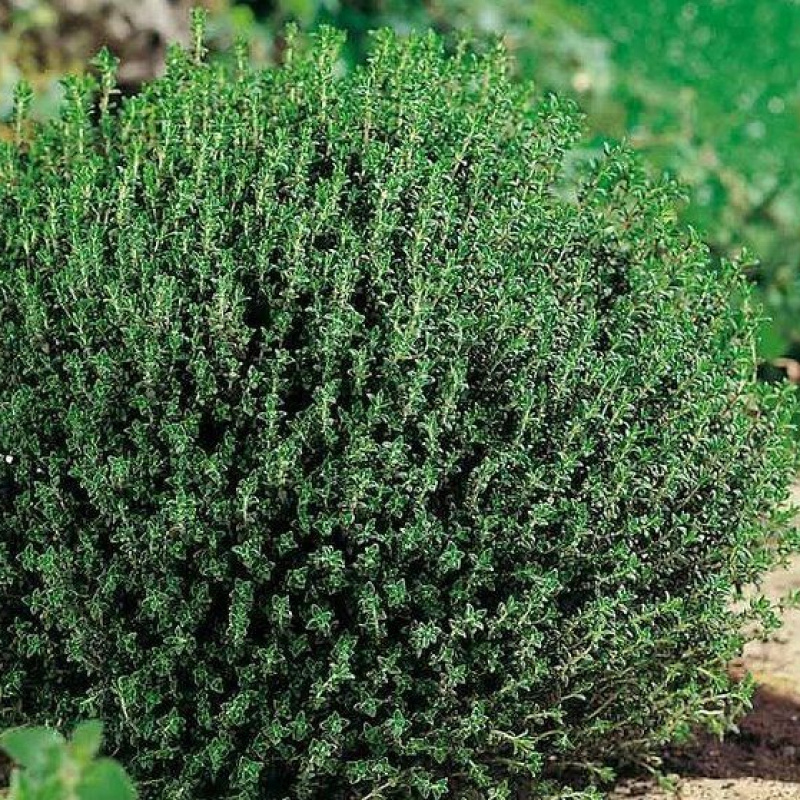 Тимьян обыкновенный `Fredo`