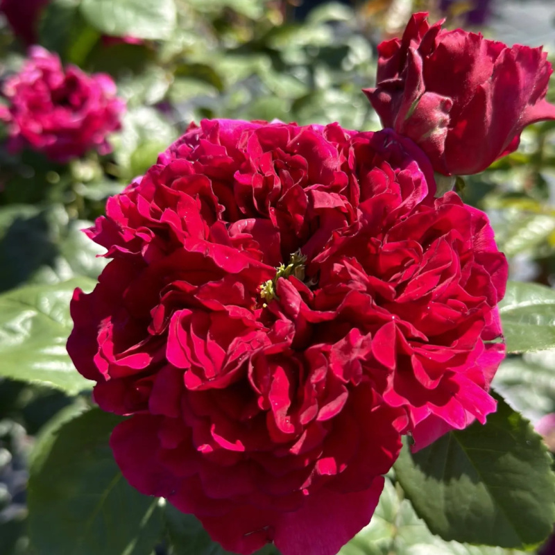 Роза Falstaff