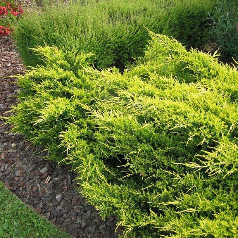 Можжевельник средний Old Gold