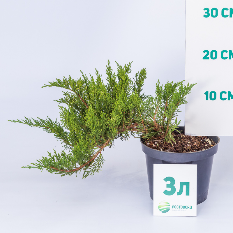 Можжевельник казацкий Tamariscifolia