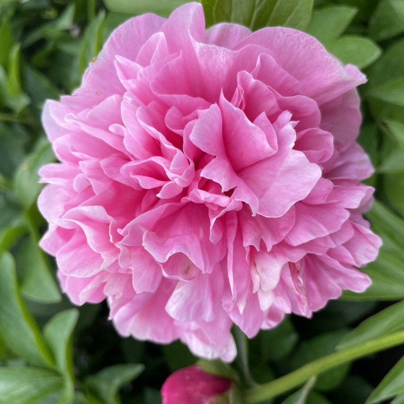 Пион `Carnation Bouquet`