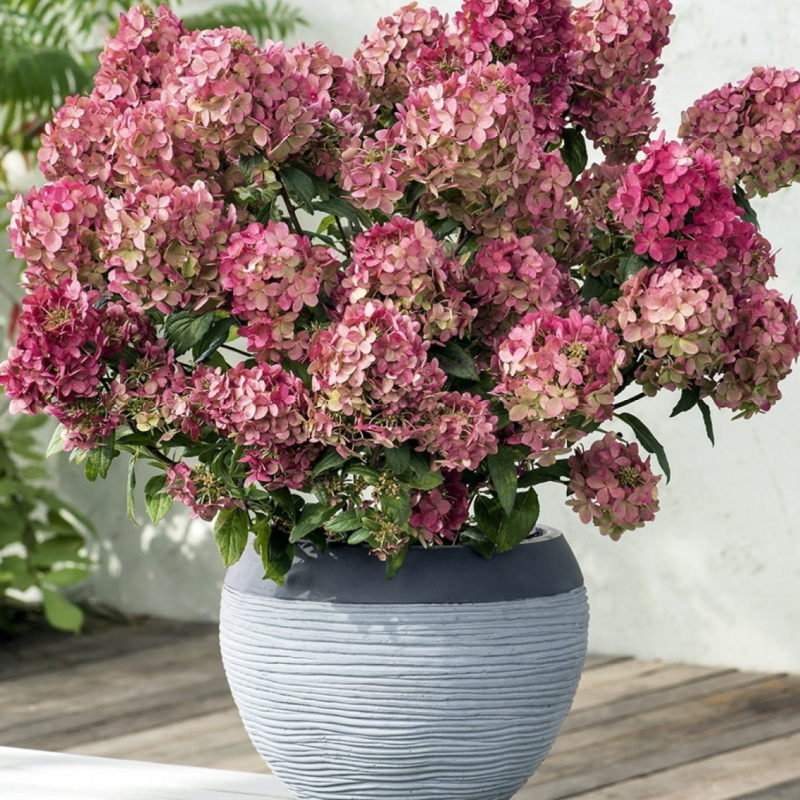 Гортензия метельчатая Petite Star