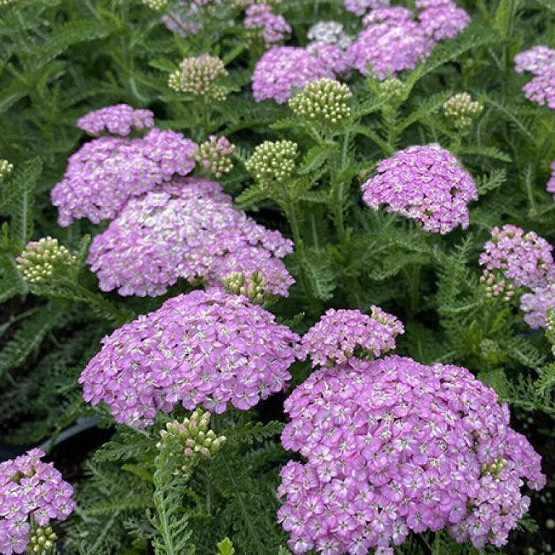 Тысячелистник `Appleblossom`