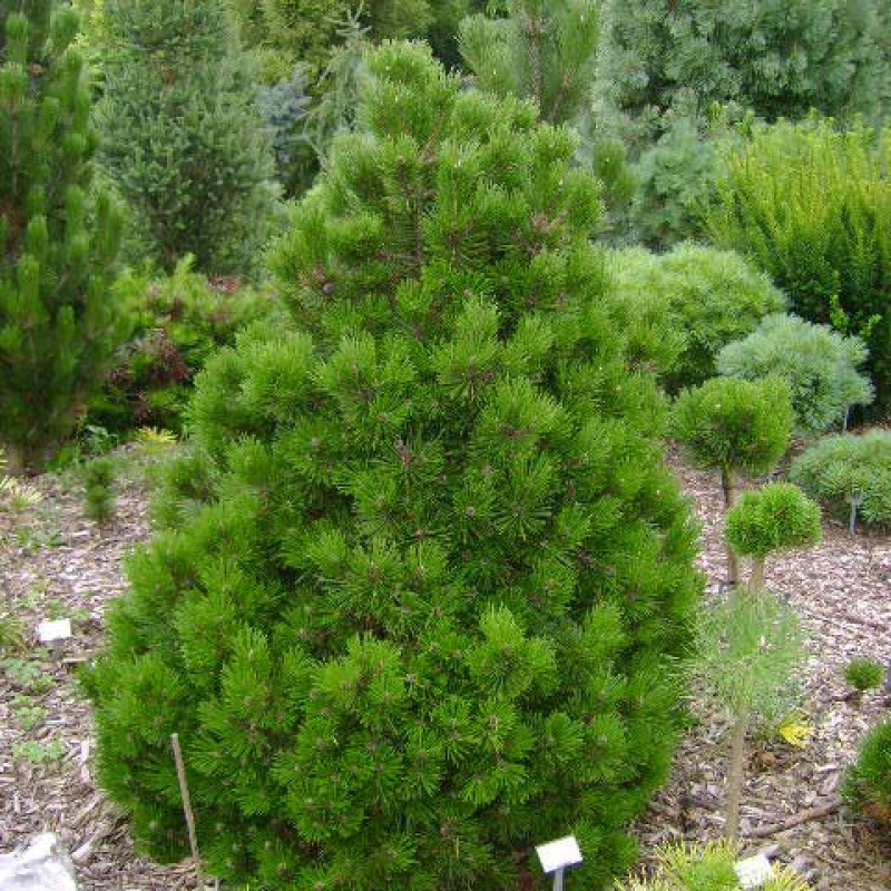 Сосна белокорая Compact Gem 
