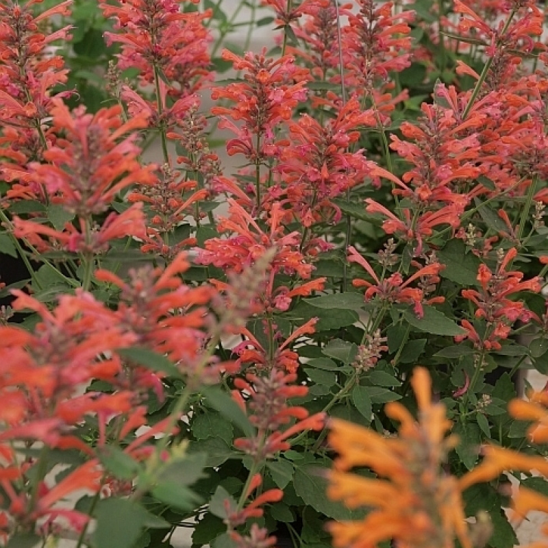 Агастахе Kudos Coral