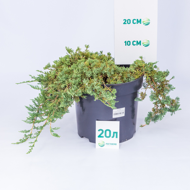 Можжевельник горизонтальный Wiltonii