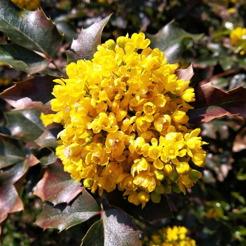 Магония падуболистная