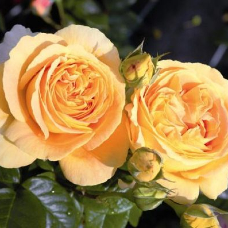 Роза  Candlelight