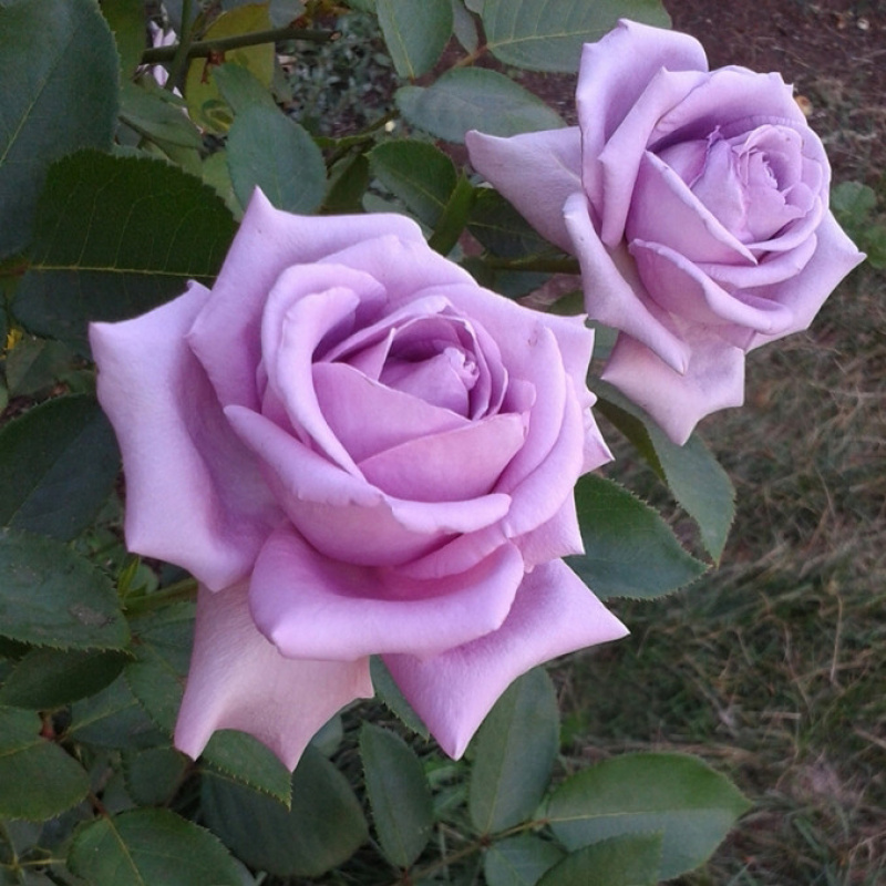 Роза  Indigoletta