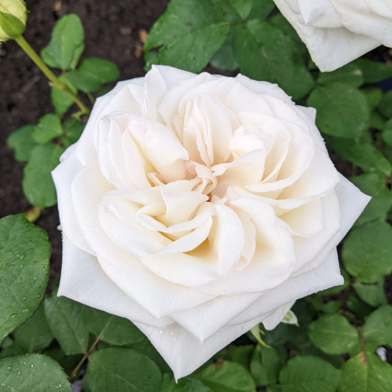 Роза  White  O'Hara