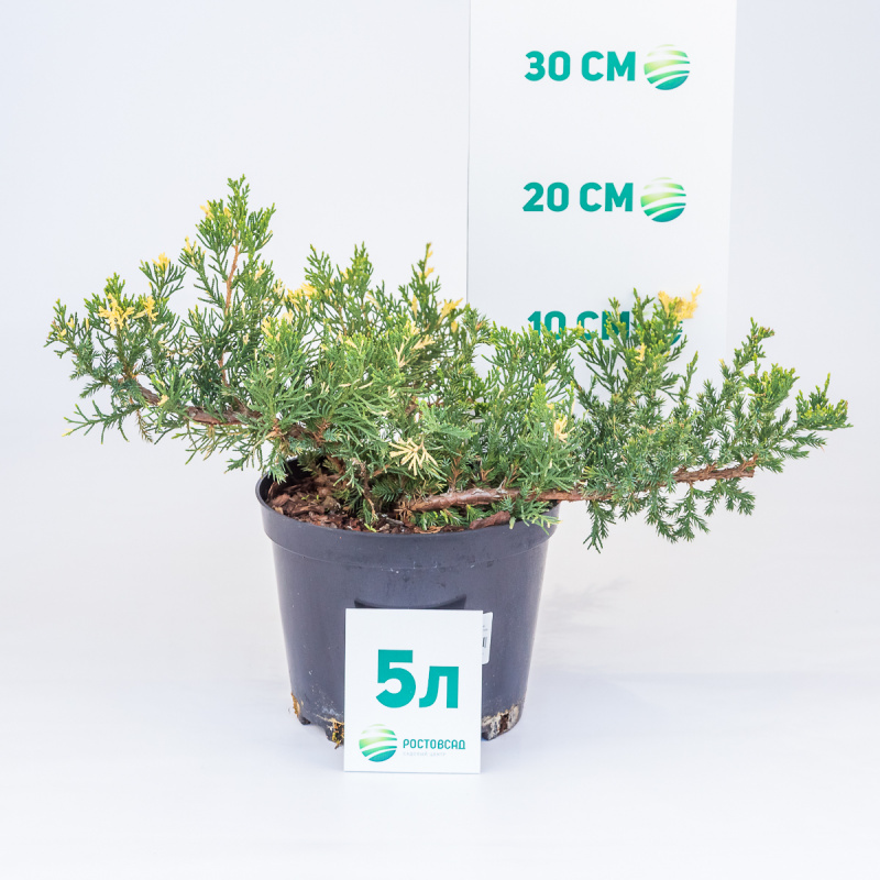 Можжевельник китайский Expansa Variegata