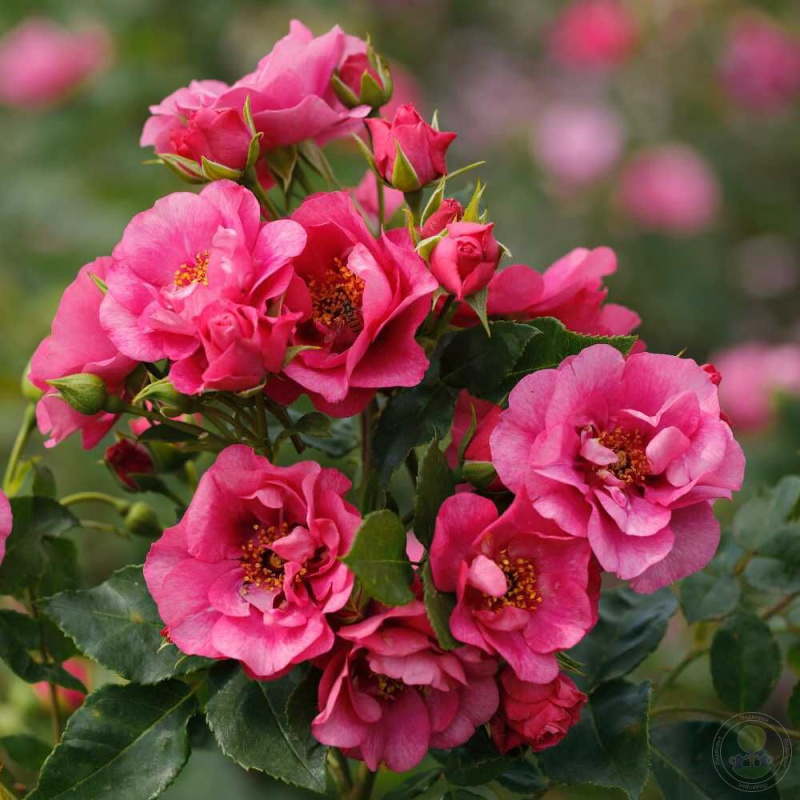 Роза  Orienta  Djamila