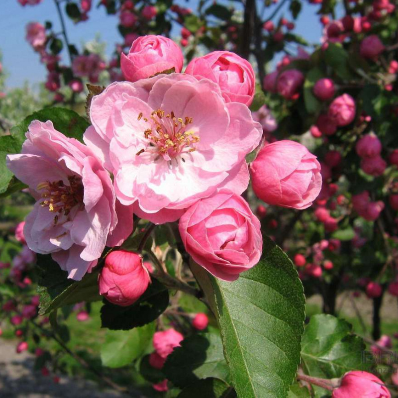 Яблоня Brandy Magic