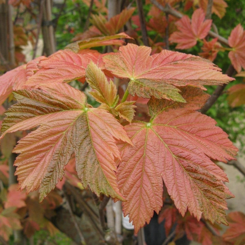 Клен белый, Явор