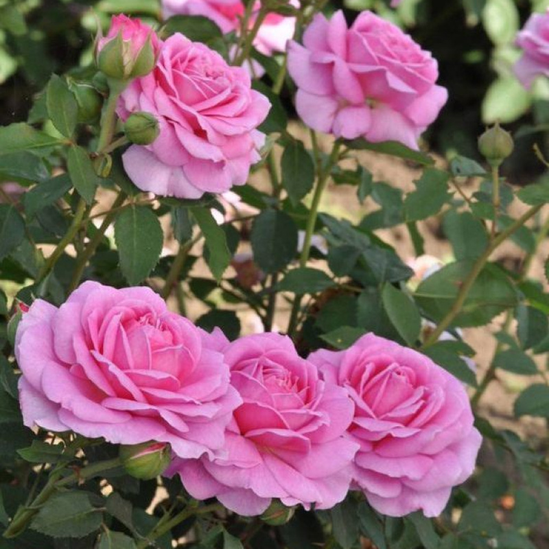 Роза  Pink Flamingo