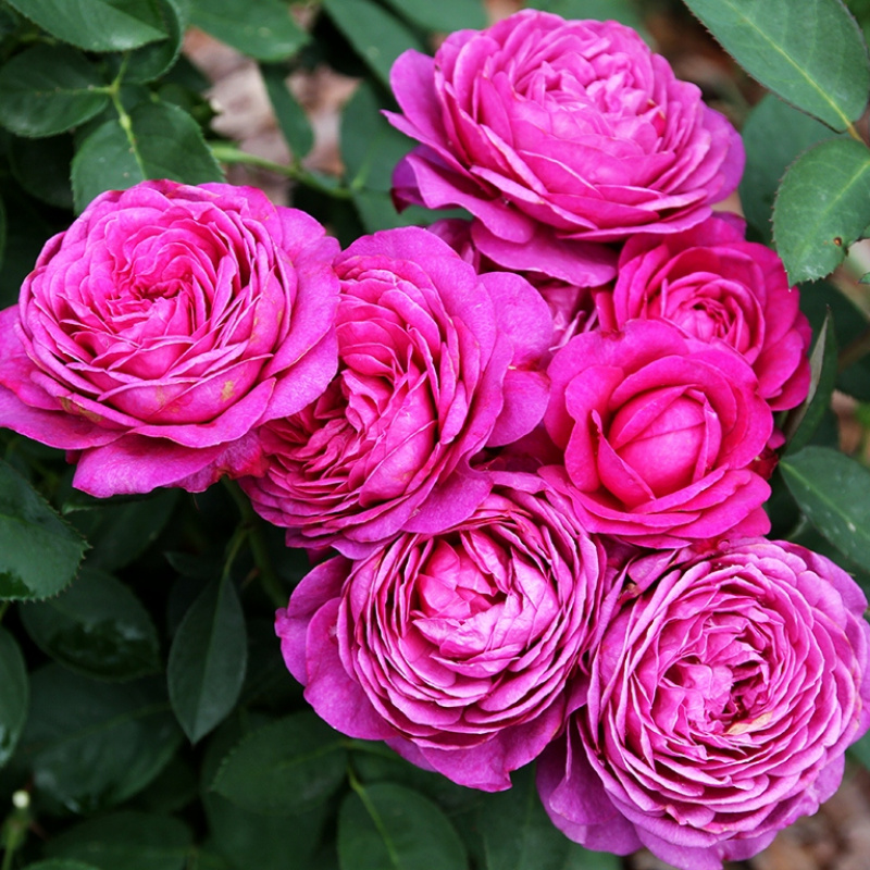 Роза  Heidi Klum