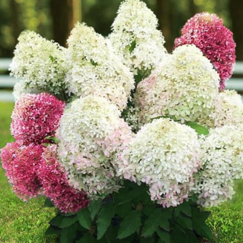 Гортензия метельчатая Royal Flower 