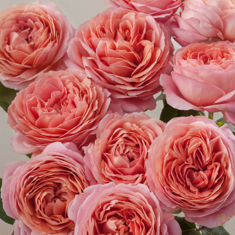 Роза  Romantic Antike 