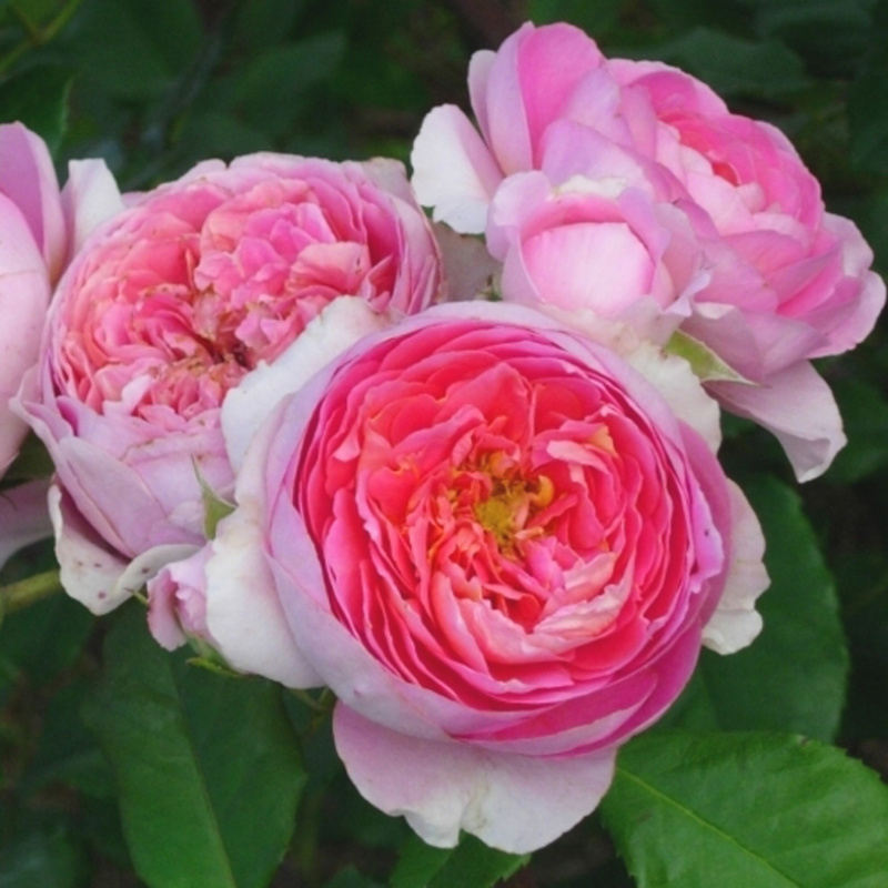 Роза  Amandine Chane