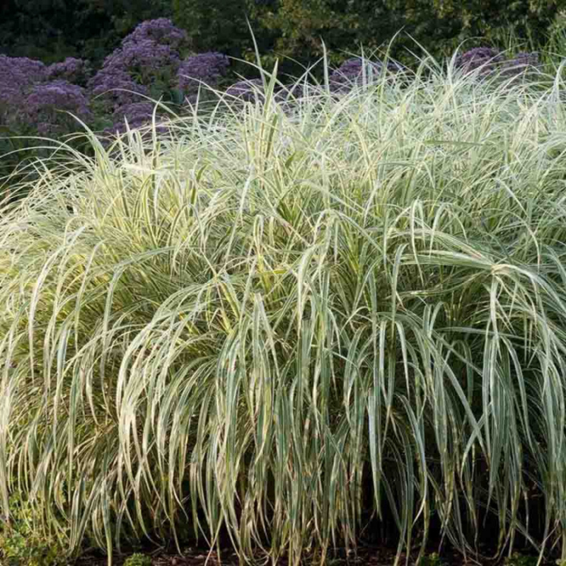 Мискантус китайский Variegatus
