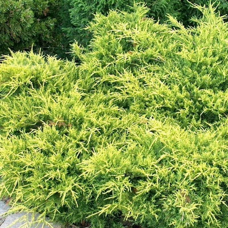 Можжевельник средний Gold Coast