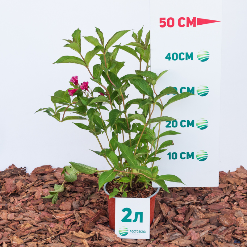 Вейгелa Bristol Ruby