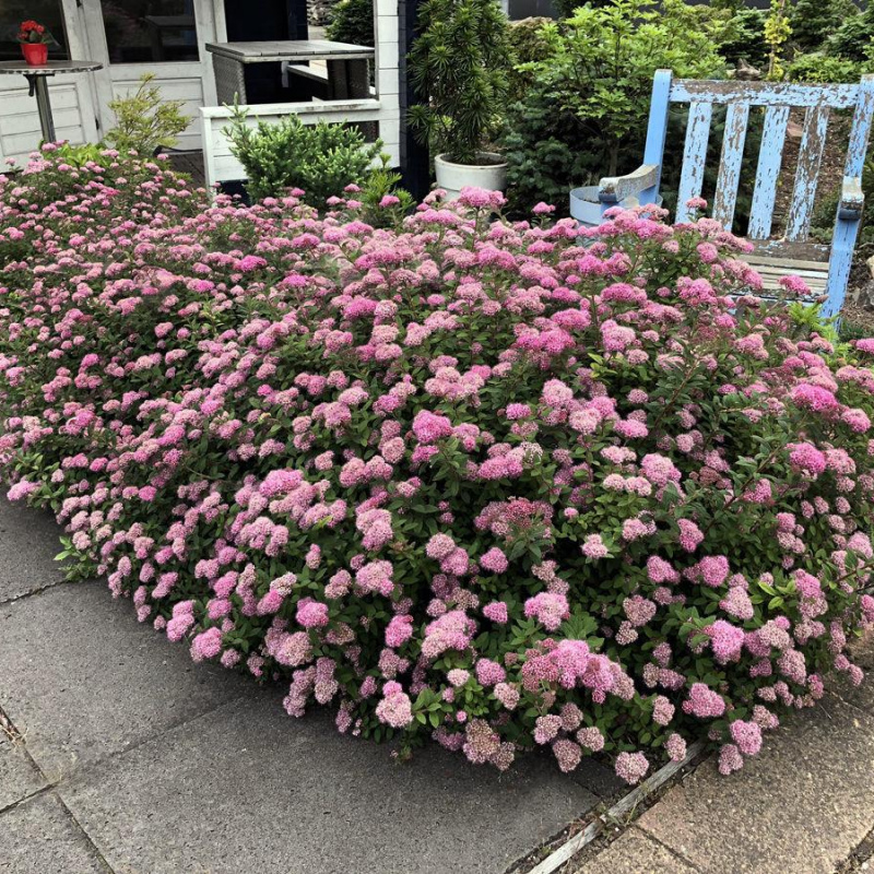 Спирея березолистная Pink Sparkler