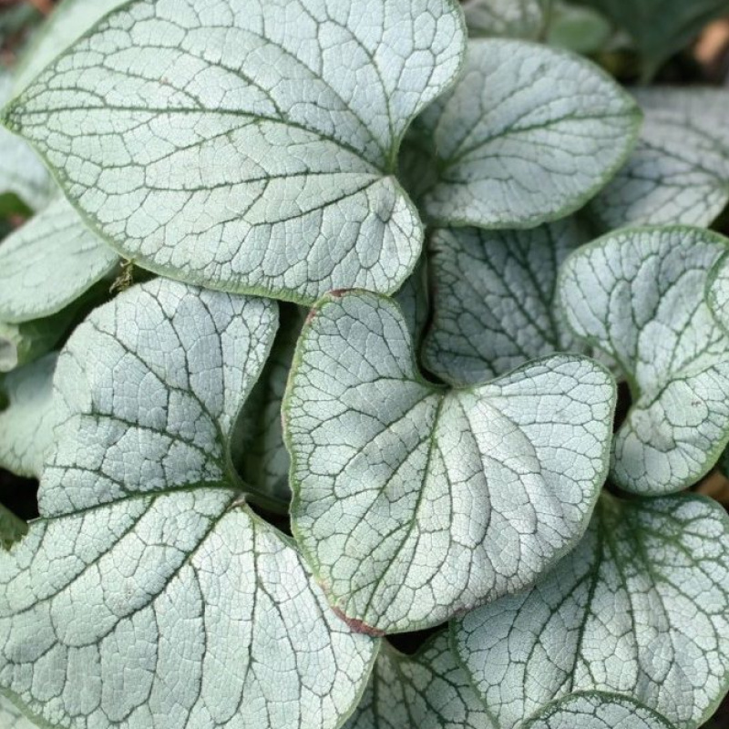  Бруннера крупнолистная Silver Heart