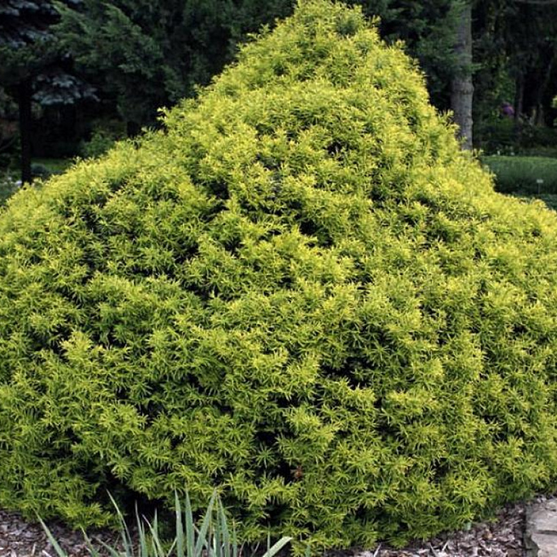 Тис ягодный Tymon 