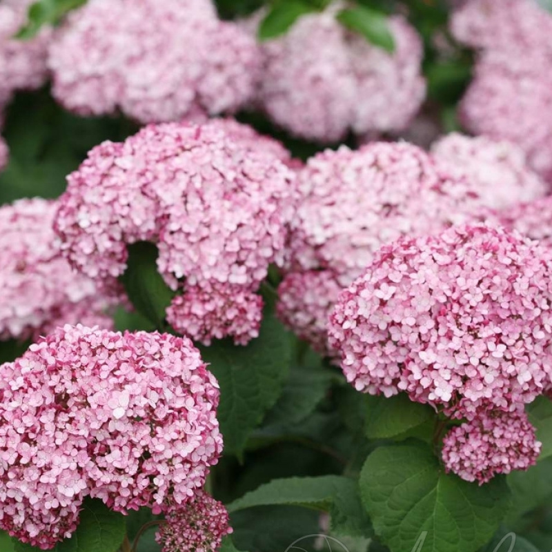 Гортензия древовидная Sweet Annabelle 