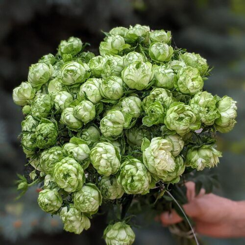 Роза Princess Midori