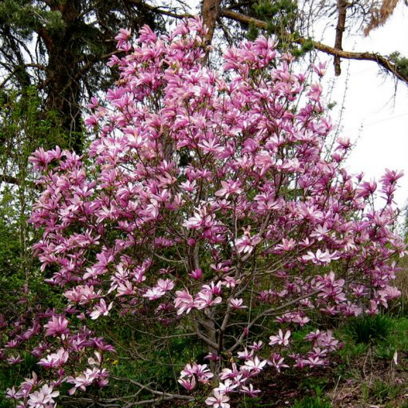 Magnolia Loebneri Mag S Pirouette Купить