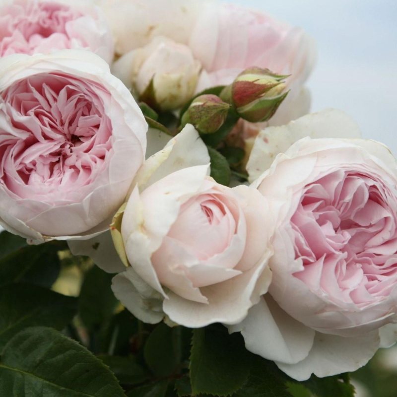 Роза Herzogin Christiana