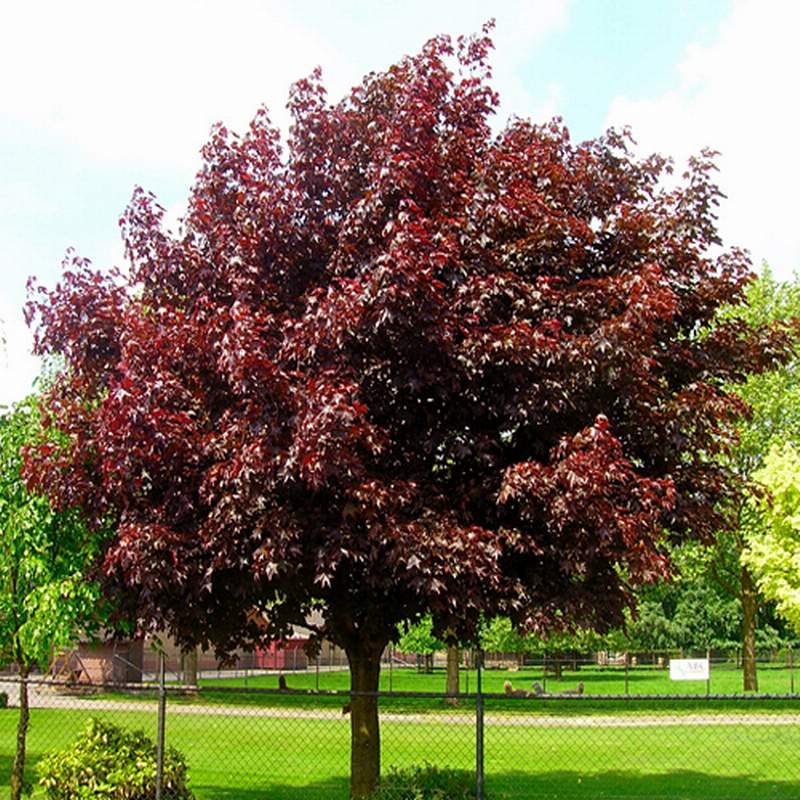 Клен остролистный Royal Red