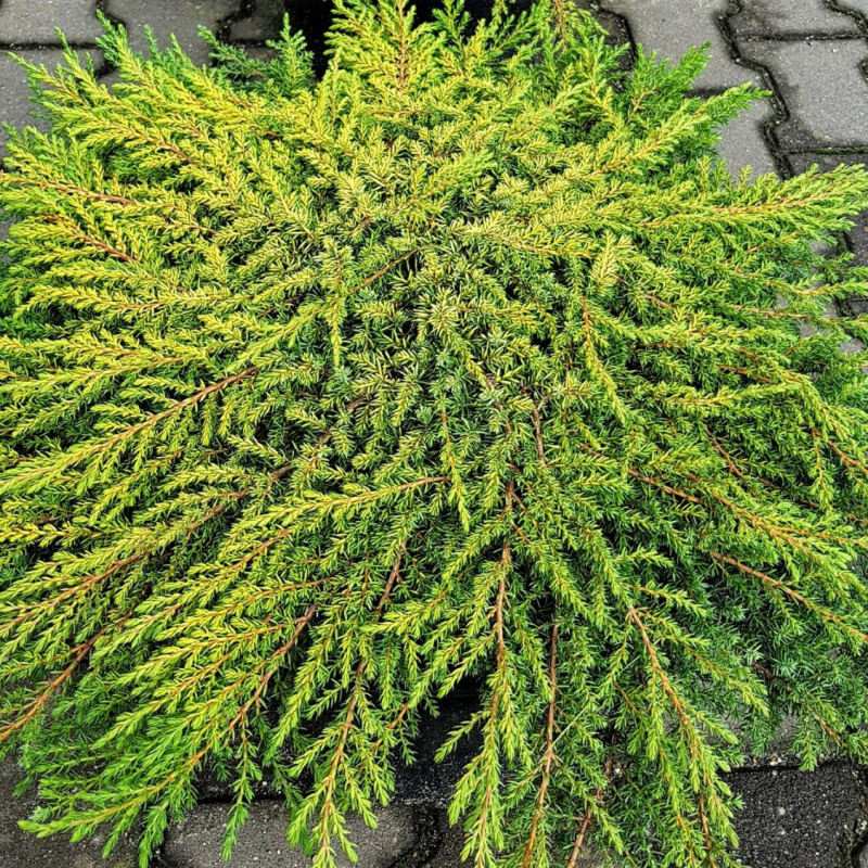 Можжевельник обыкновенный Lemon Carpet