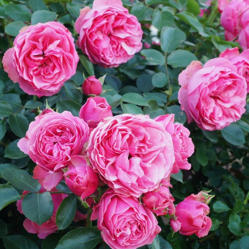 Роза Leonardo da Vinci