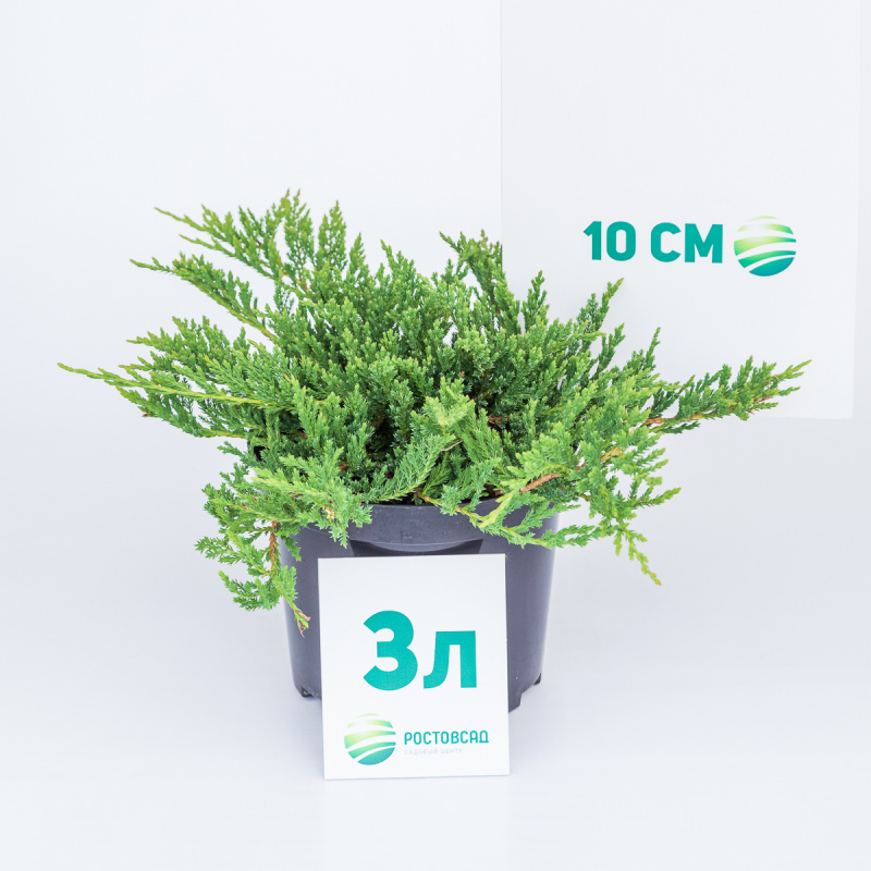 Можжевельник горизонтальный Prince of Wales