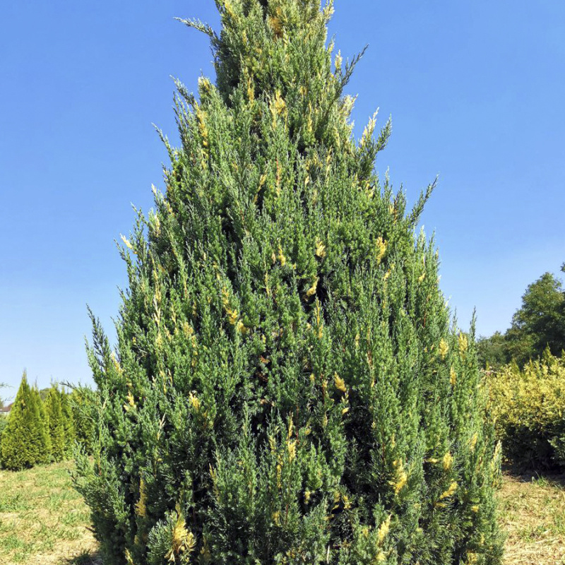 Можжевельник китайский `Стрикта Аурея` (`Stricta Аurea`)