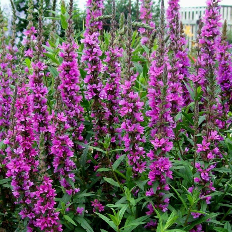 Дербенник иволистный Luminara Lilac