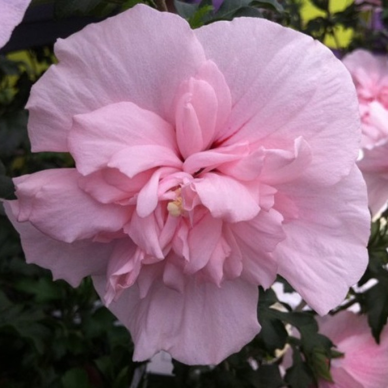Гибискус `Pink Chiffont`