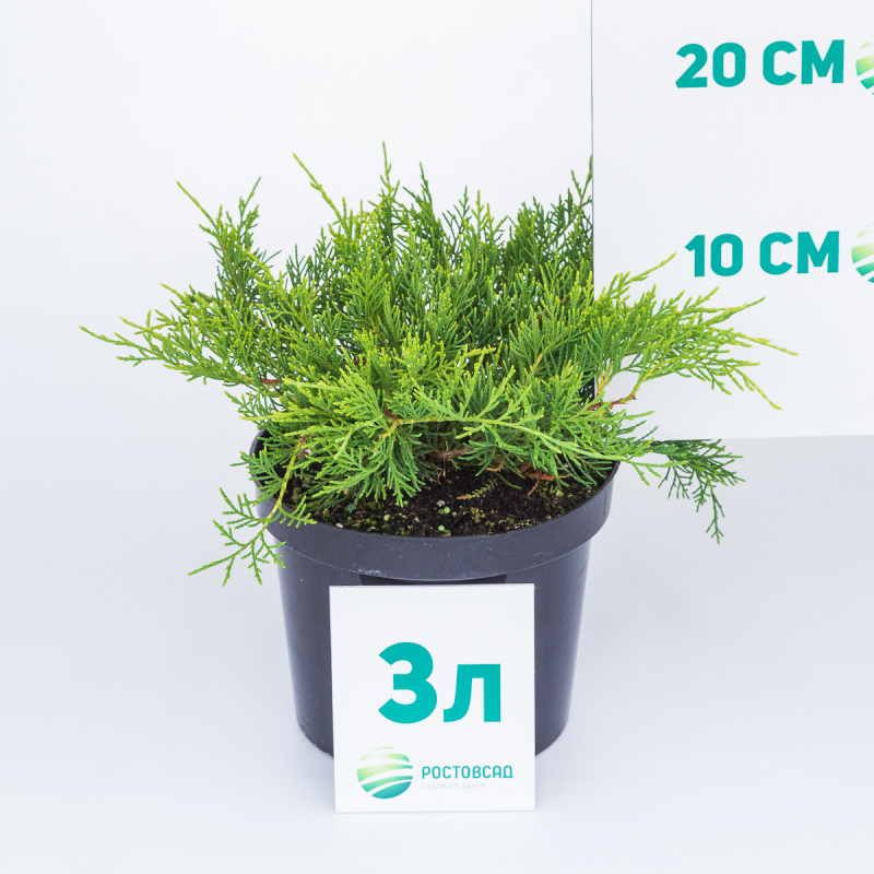 Можжевельник средний Old Gold